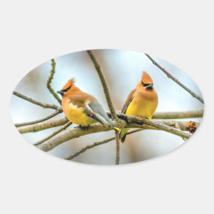 Cedar Waxwing - Original Foto Ovaler Aufkleber