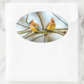 Cedar Waxwing - Original Foto Ovaler Aufkleber (Tasche)