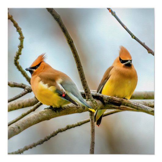 Cedar Waxwing - Original Foto Poster (Vorderseite)