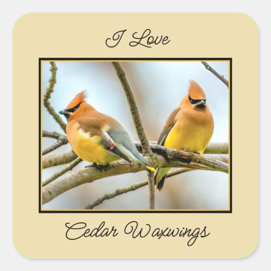 Cedar Waxwing - Original Foto Quadratischer Aufkleber (Vorderseite)