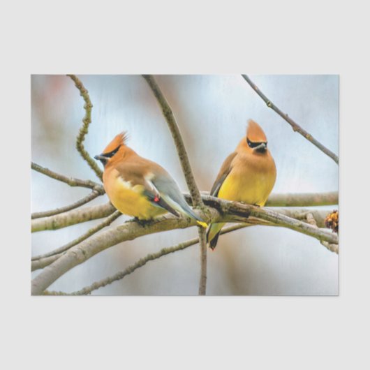 Cedar Waxwing - Original Foto Seidenpapier (Vorderseite)