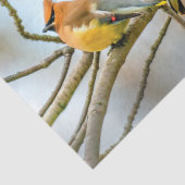 Cedar Waxwing - Original Foto Seidenpapier (Ausschnitt)