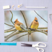 Cedar Waxwing - Original Foto Seidenpapier (Handwerk)