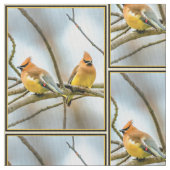 Cedar Waxwing - Original Foto Stoff (Nahaufnahme)