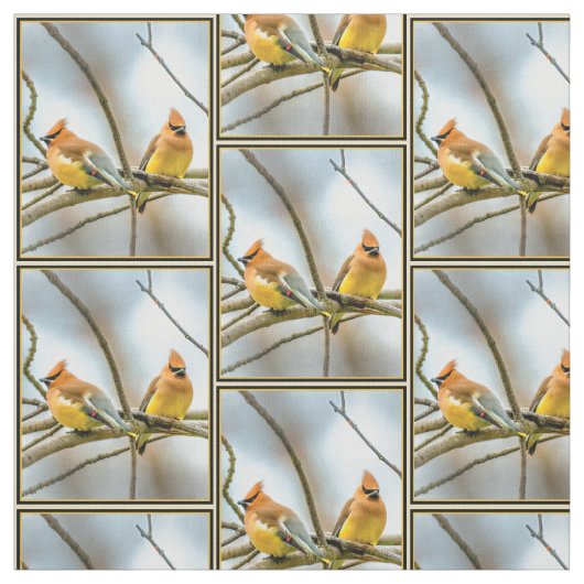 Cedar Waxwing - Original Foto Stoff (Muster)