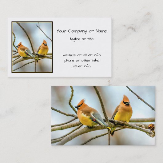 Cedar Waxwing - Original Foto Visitenkarte (Vorne/Hinten)