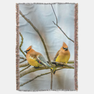 Cedar Waxwing - Originalfotografie Decke