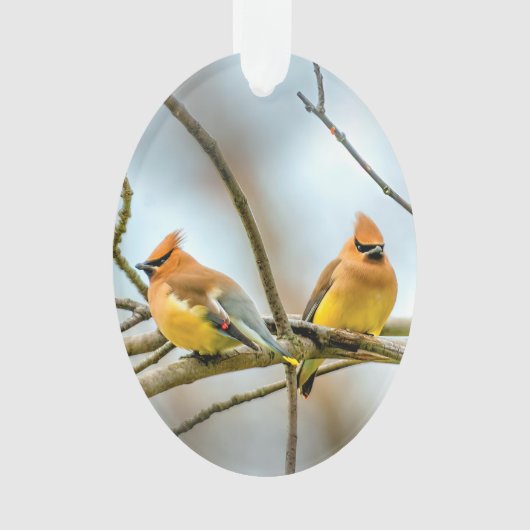 Cedar Waxwing - Originalfotografie Ornament (Vorderseite)