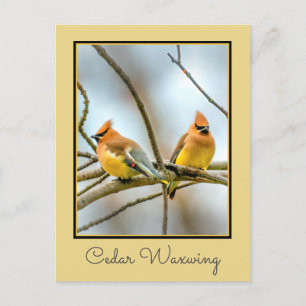 Cedar Waxwing - Originalfotografie Postkarte
