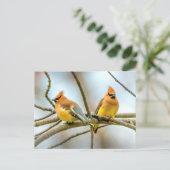Cedar Waxwing - Originalfotografie Postkarte (Stehend Vorderseite)