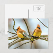 Cedar Waxwing - Originalfotografie Postkarte (Vorne/Hinten)