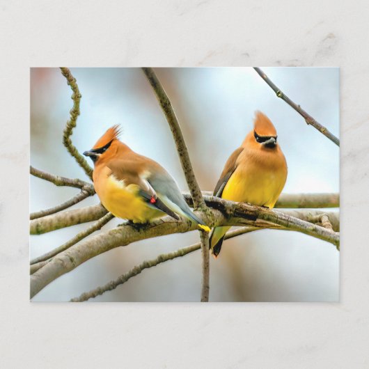 Cedar Waxwing - Originalfotografie Postkarte (Vorderseite)