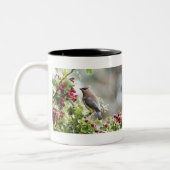 Cedar Waxwing, Peace, Liebe & Joffee Tasse (Links)