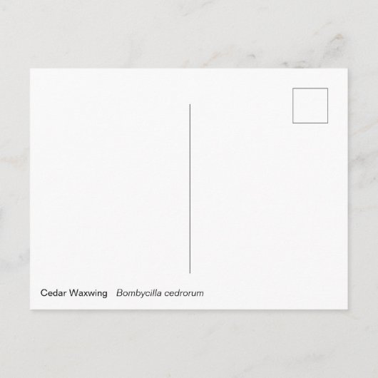 Cedar Waxwing Postcard Postkarte (Rückseite)