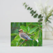 Cedar Waxwing Postcard Postkarte (Stehend Vorderseite)