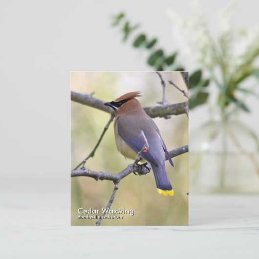 Cedar Waxwing Postcard Postkarte (Stehend Vorderseite)