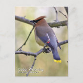 Cedar Waxwing Postcard Postkarte (Vorderseite)