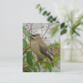Cedar Waxwing Postcard Postkarte (Stehend Vorderseite)