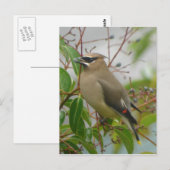 Cedar Waxwing Postcard Postkarte (Vorne/Hinten)