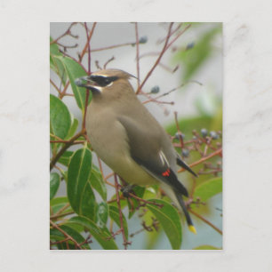 Cedar Waxwing Postcard Postkarte