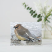 Cedar Waxwing Postcard Postkarte (Stehend Vorderseite)