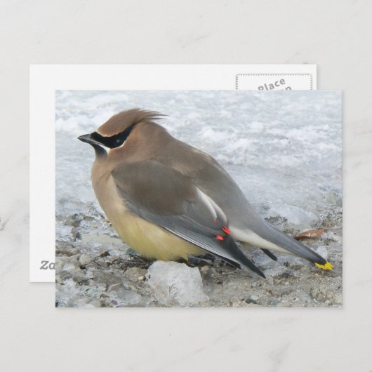 Cedar Waxwing Postcard Postkarte (Vorne/Hinten)