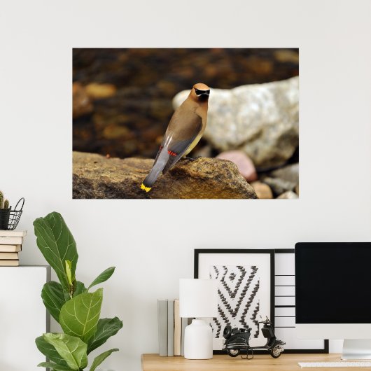 Cedar Waxwing Poster (Heimbüro)