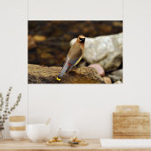 Cedar Waxwing Poster (Küche)
