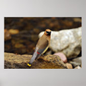 Cedar Waxwing Poster (Vorne)