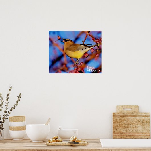 Cedar Waxwing Poster (Küche)