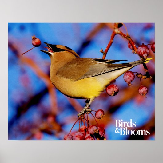 Cedar Waxwing Poster (Vorne)