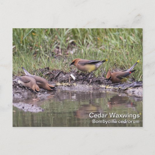 Cedar Waxwing Postkarte (Vorderseite)