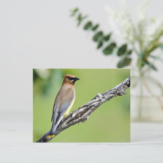 Cedar Waxwing Postkarte (Stehend Vorderseite)