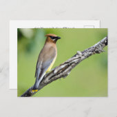 Cedar Waxwing Postkarte (Vorne/Hinten)