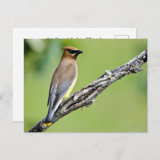 Cedar Waxwing Postkarte (Vorne/Hinten)