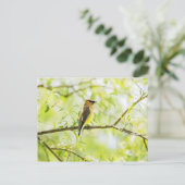 Cedar Waxwing Postkarte (Stehend Vorderseite)