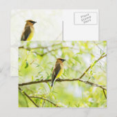 Cedar Waxwing Postkarte (Vorne/Hinten)