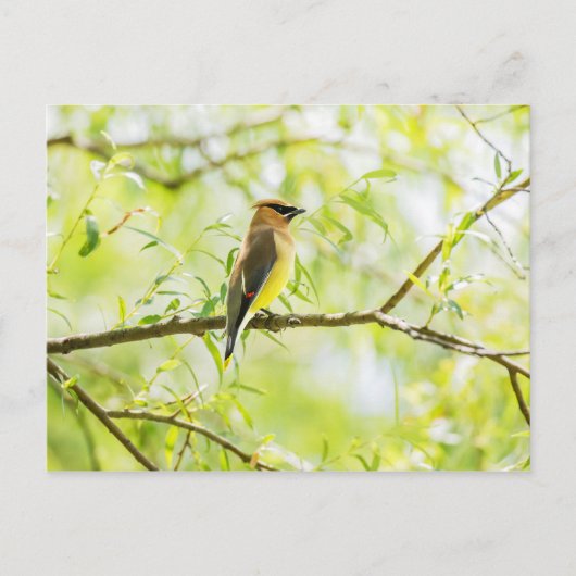 Cedar Waxwing Postkarte (Vorderseite)
