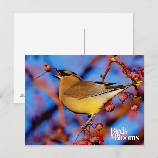 Cedar Waxwing Postkarte (Vorne/Hinten)