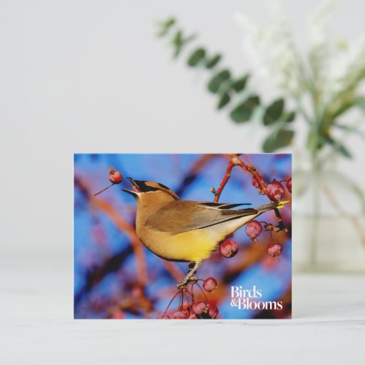 Cedar Waxwing Postkarte (Stehend Vorderseite)