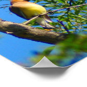 Cedar Waxwing Print Poster (Ecke)