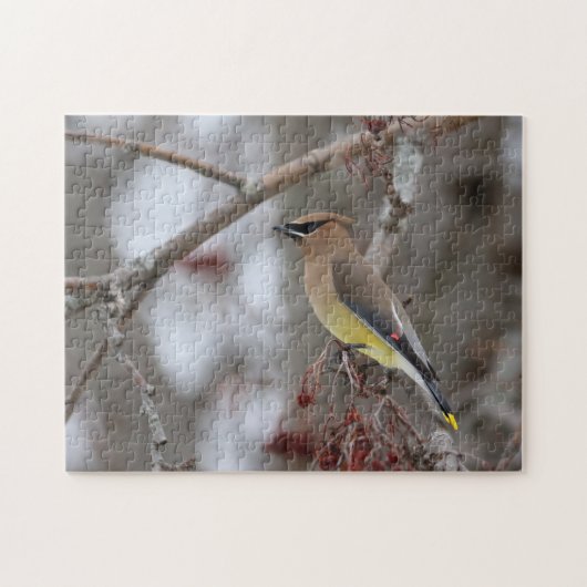 Cedar Waxwing Puzzle (Horizontal)