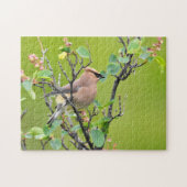 Cedar Waxwing Puzzle (Horizontal)