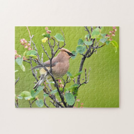 Cedar Waxwing Puzzle (Horizontal)