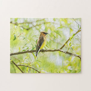 Cedar Waxwing Puzzle