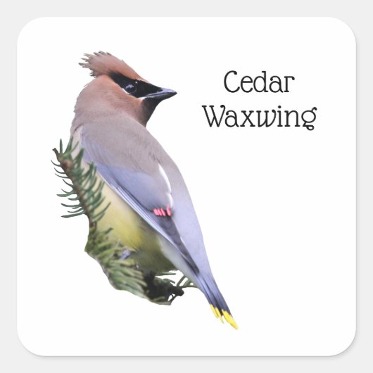 Cedar Waxwing Quadratischer Aufkleber (Vorderseite)