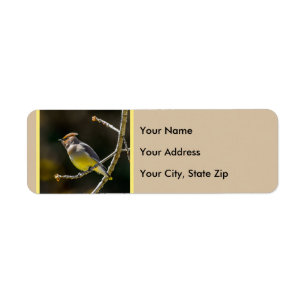 Cedar Waxwing Songbird Original Wild Bird Foto