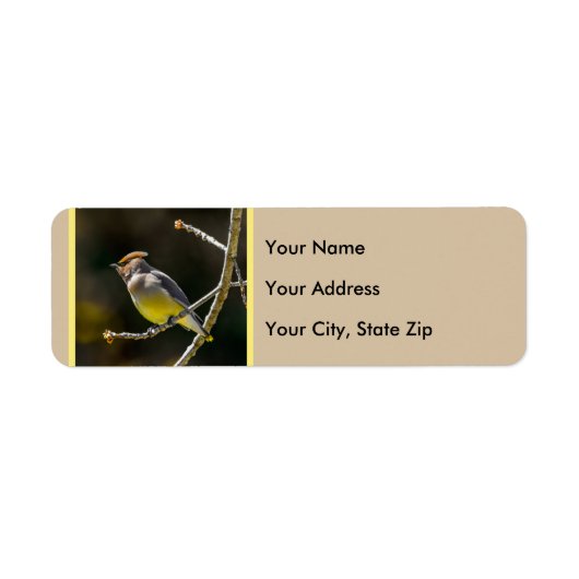 Cedar Waxwing Songbird Original Wild Bird Foto (Vorne)
