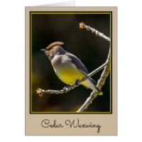 Cedar Waxwing Songbird Original Wild Bird Foto