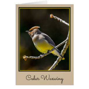 Cedar Waxwing Songbird Original Wild Bird Foto